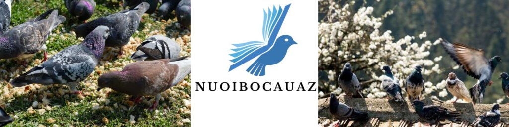 Nuôi Bồ Câu AZ